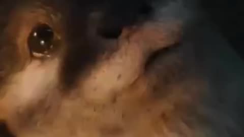 This scene in guardians of the galaxy 3😢😢