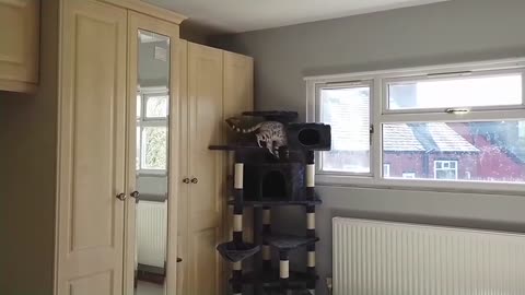 Crazy Bengal Kittens Play With New Cat Tree