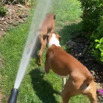 Boxer dogs playing in the water in these hot weather