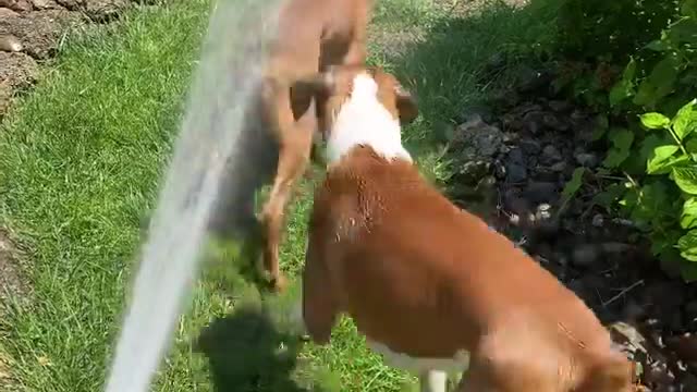 Boxer dogs playing in the water in these hot weather