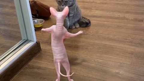 Cat funny videos 2022