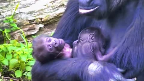 Gorilla 🦍 baby sleeping
