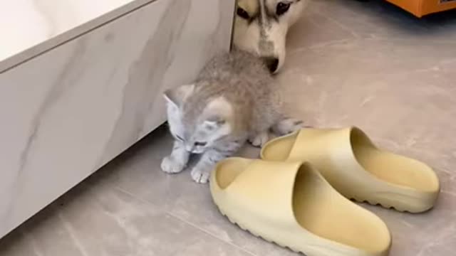 Lol: funny cat and dog communication🤣