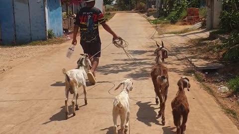 take my be love goat back home