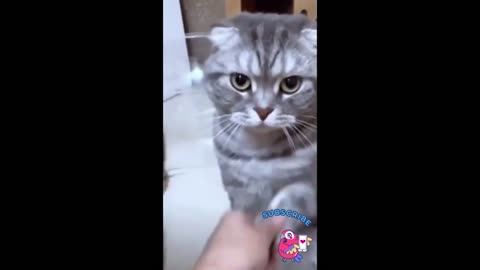 New Funny Video 2023😂 Funniest cat 🐱🥰