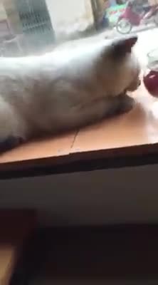Funny Cats Playing With A Fly - Funny Videos 2016