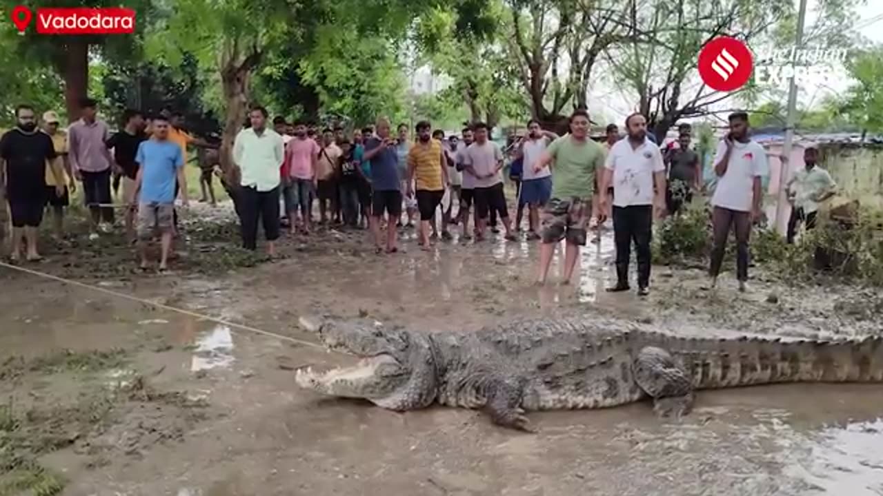 Crocodile attach