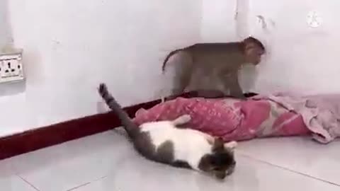 Funny fight if cat and monkey 🐒