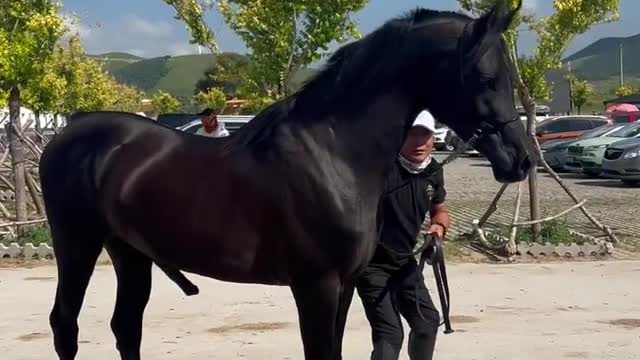 Wow Best wild Horse and mares Andalusian horses #rumble viral