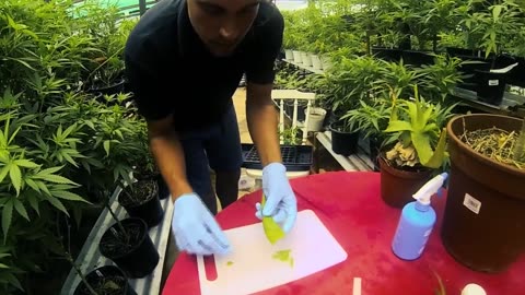 The Ultimate Guide to Cannabis Cloning: Step-by-Step Tutorial