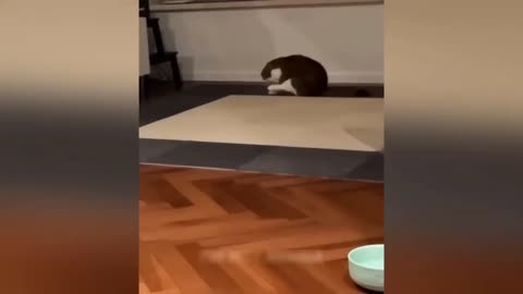 Funny cats 😂😂