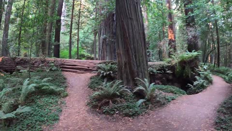 Day 38 Avenue of the Giants