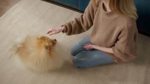 Woman is training pomeranian dog, sitting on the floor