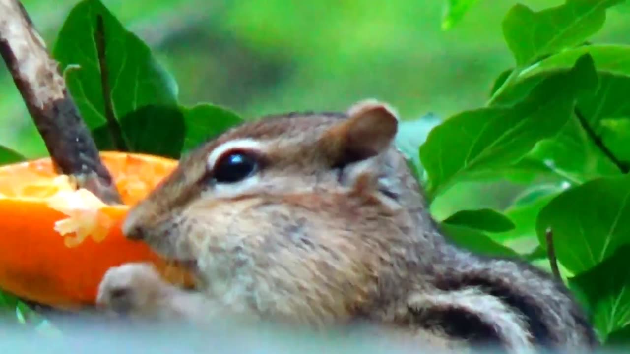 Chipmunk