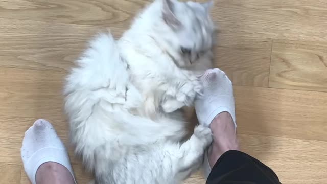 The first cat I met today_1