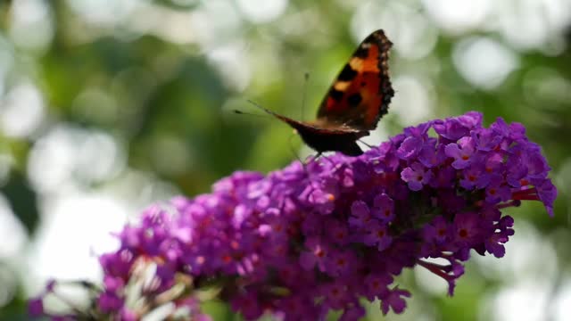 Butterfly and Flowers
