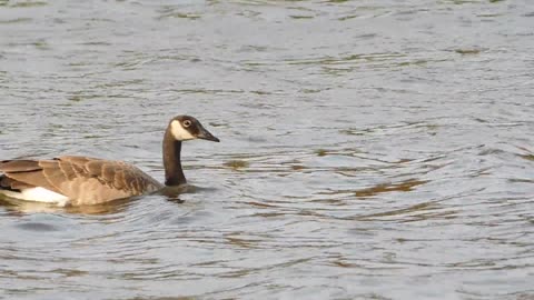 Duck🦆 swimming