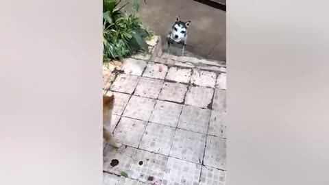 Funniest Pets of 2023