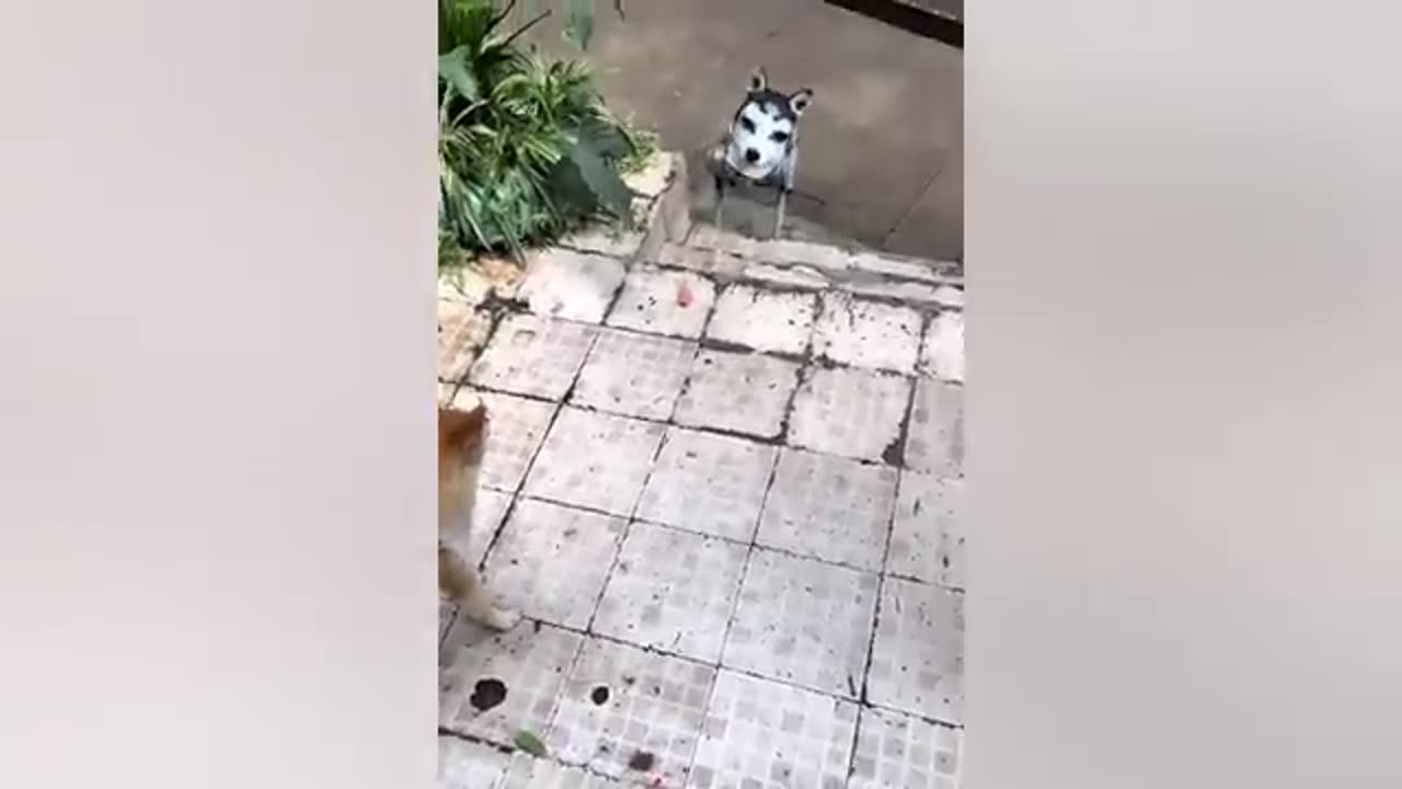 Funniest Pets of 2023