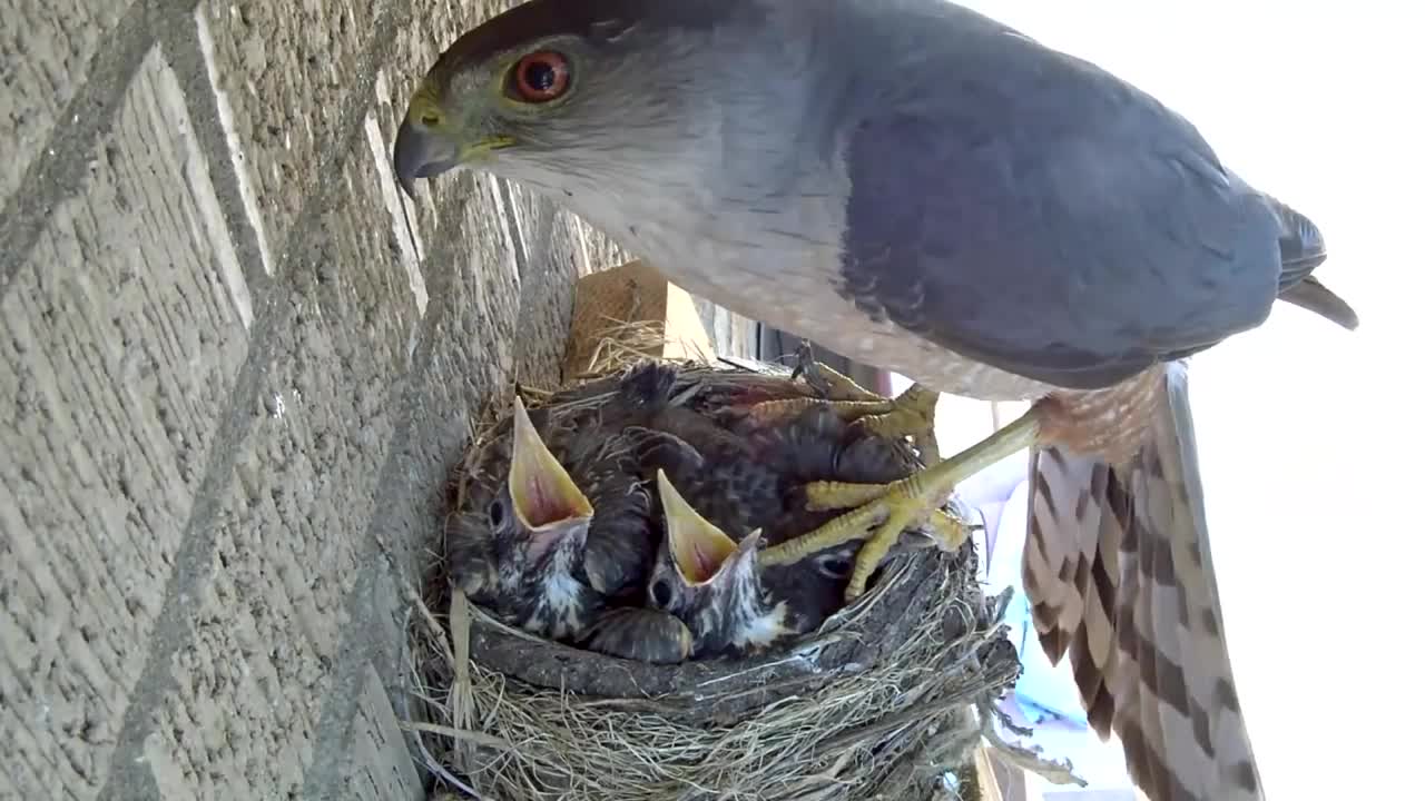 Hawk steals two 14 day old baby robins right out of nest