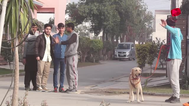 funny dog part 2