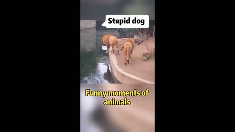 Funny Animals Video - Best Cats😹 and Dogs🐶 Videos of the Month 2022!