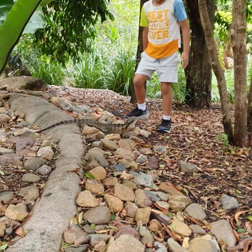 My first water dragon