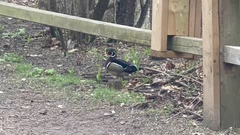 Wood Duck stopped by