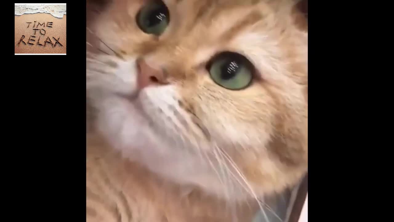 funny cat video