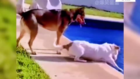 Crazy dogs fight