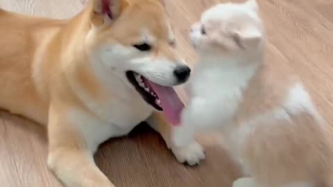 Funny Cat