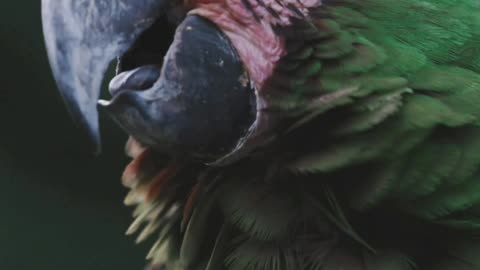 "Paco, the Parrot and the Enchanted Rainforest"