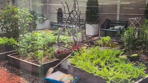 Rooftop Gardens: Local Food for Sustainability - The Zeitgeist Movement