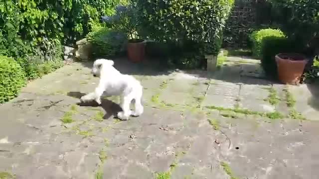 Cute Labrador running in the courtyard