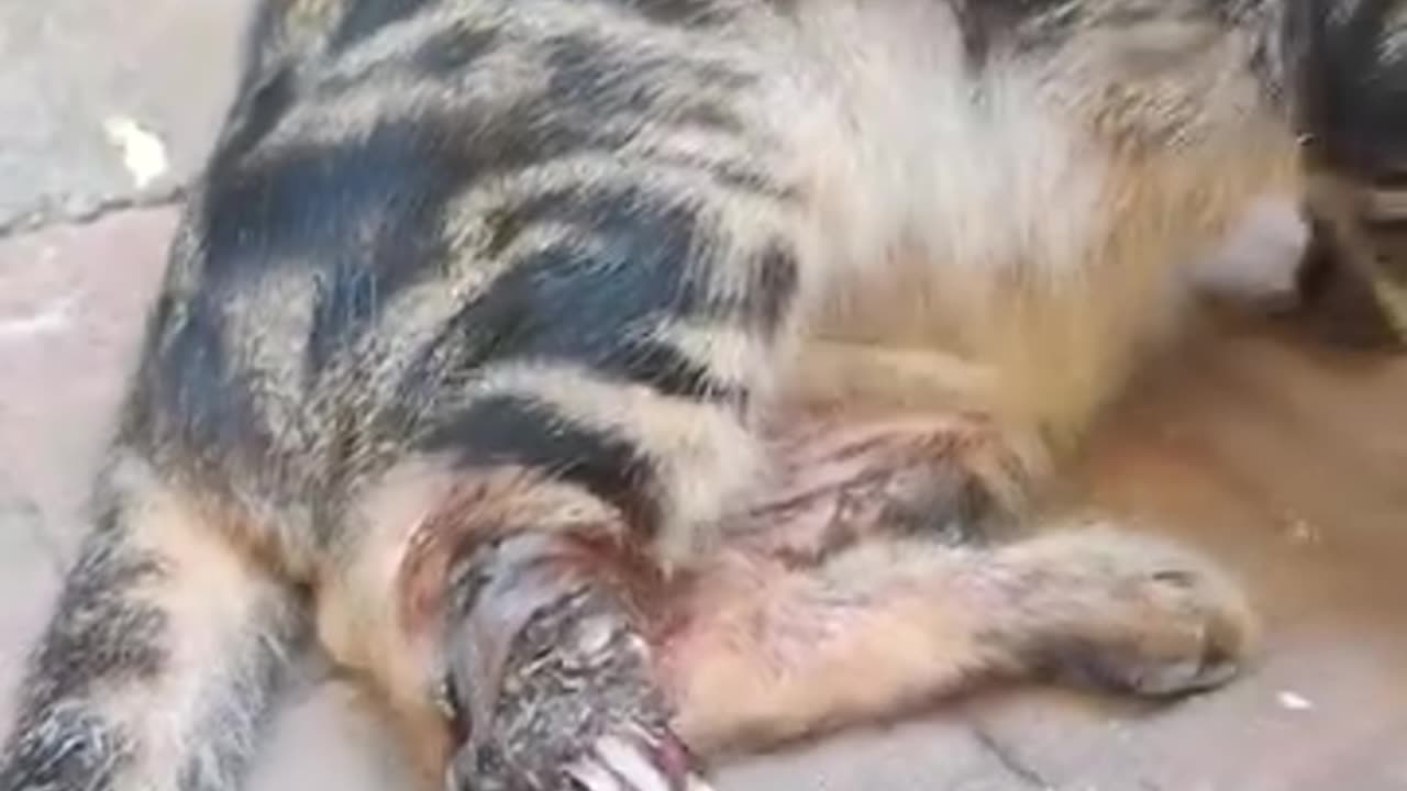 Cat with broken leg