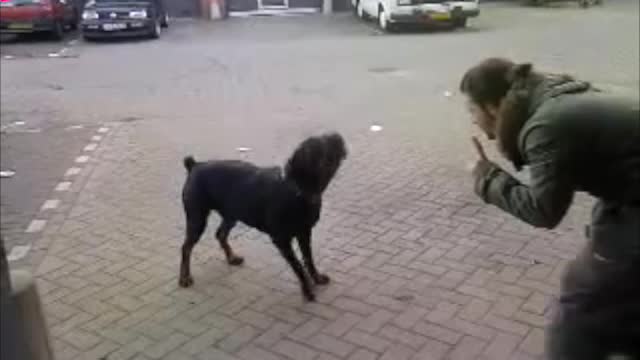 Nederlandse jongen leert zijn Rottweiler zijn gebied beschermen tegen Marokkanen