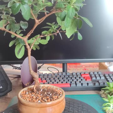 Feijoa - Pineapple Guava Bonsai