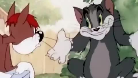 Несчастные коты (2)