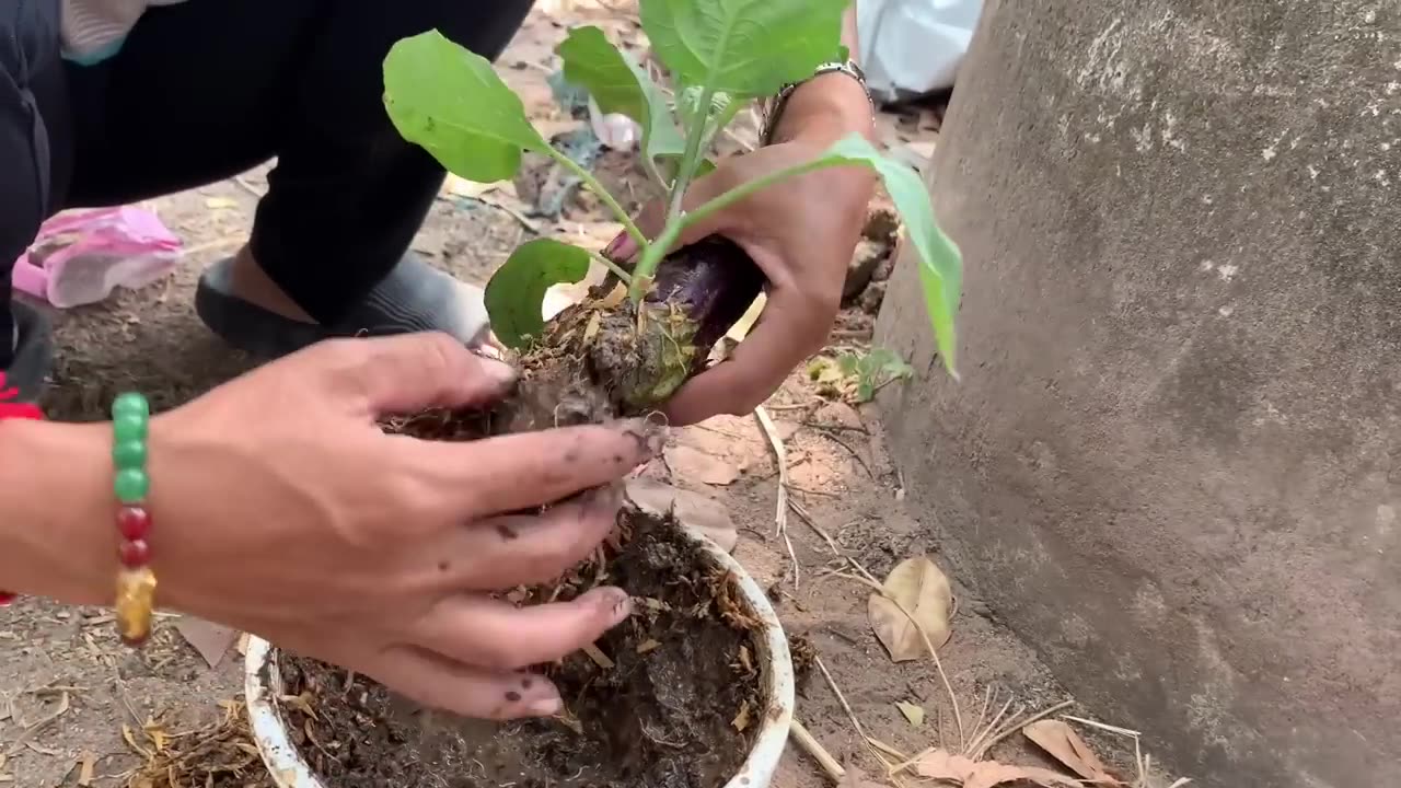 Unbelievable Plant Trick_ How to Graft Cucumbers & Eggplant