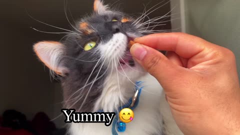 cute cat