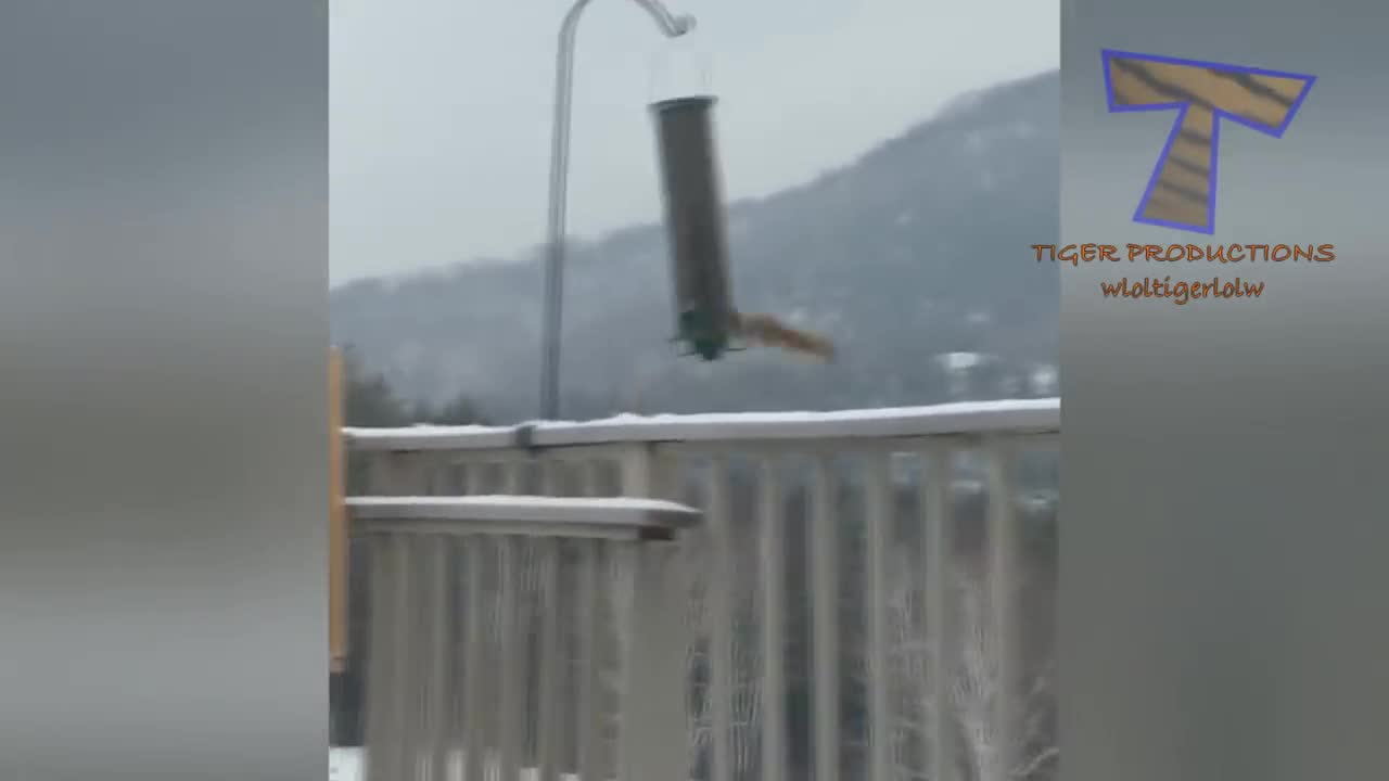 You'll be SURPRISED that SQUIRRELS CAN BE FUNNIER THAN CATS - Funny ANIMAL compilation