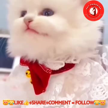 😻😹"Adorable Baby Kitten's Sweet Meow"😹😻