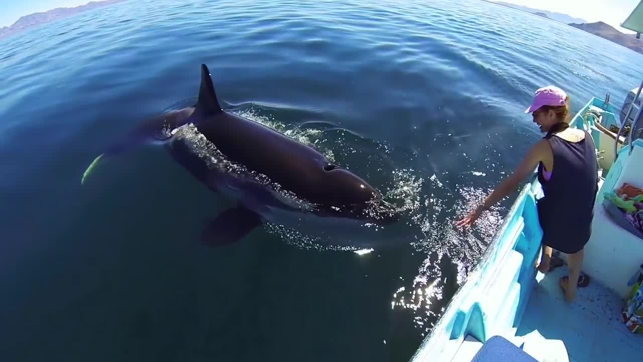 Unique Orca encounter in the Sea of Cortez...Bahia de los Angeles, Mexico.