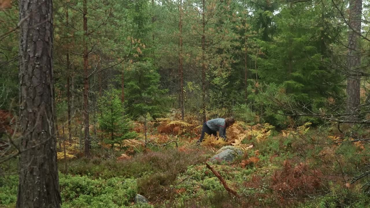 🌧️Camping in RELAXING RAIN: 1 Hour of Rain & Nature Sounds for Sleep and Calm