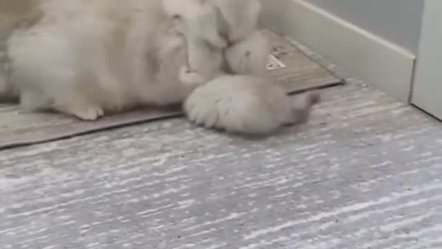 mother and son kitten