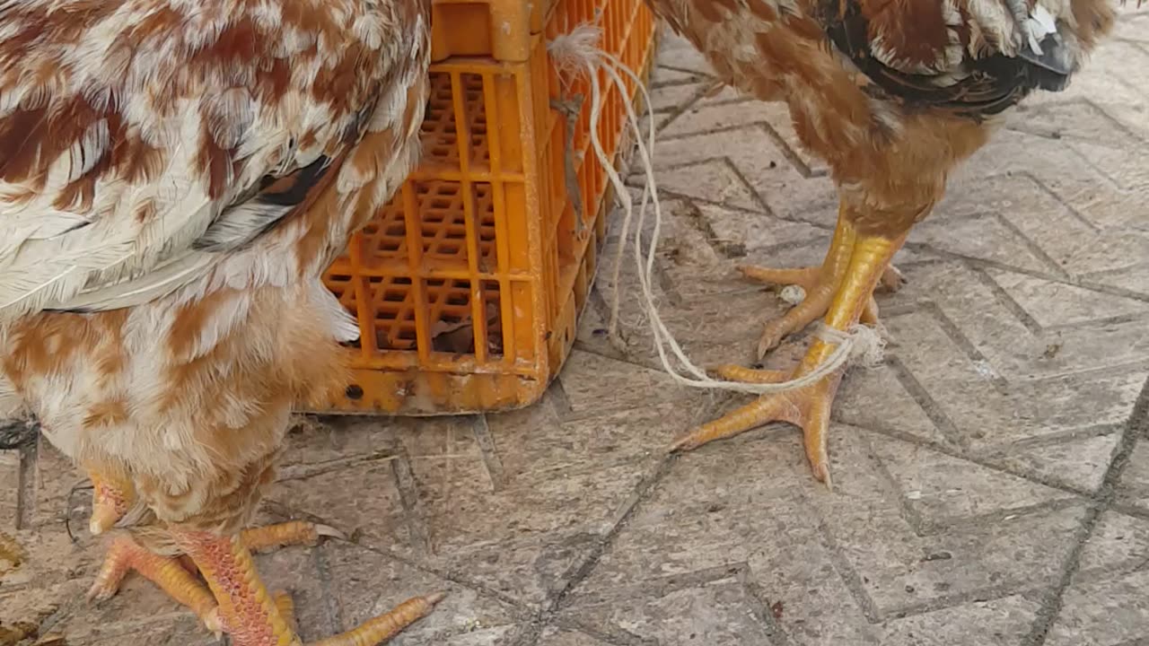 Roosters