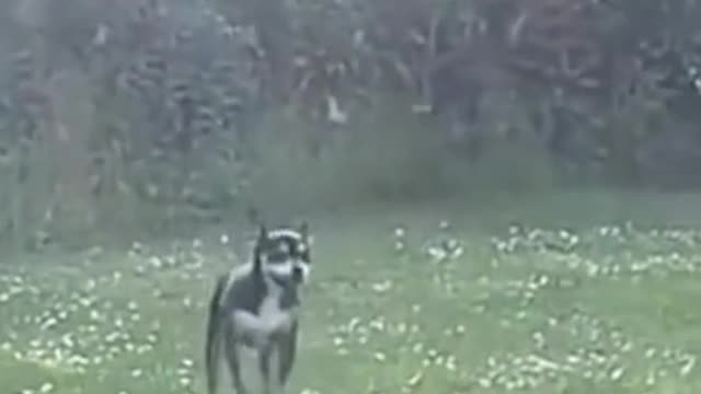 THUNDERDOME!! BRAZIL SHOUTS **ENOUGH** AS LULA LUCIFERIAN FLEES!