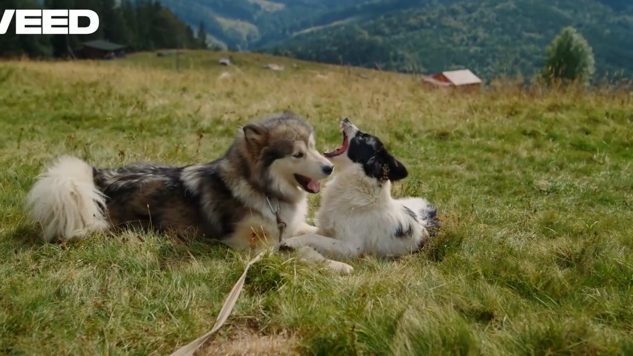 "Cats vs. Dogs: Hilarious Antics Unleashed!"