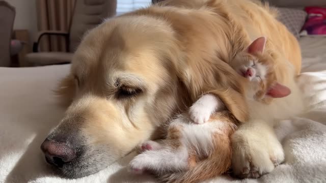 How the Golden Retriever and New Tiny Kittens Became Best Friends [Cutest Compilation]