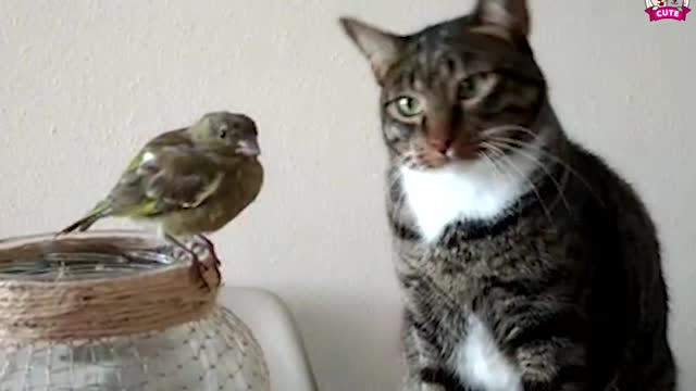 cat and parrot